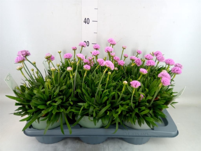 <h4>Armeria pseud. 'Dreameria Sweet Dr'</h4>