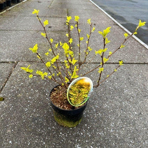 Physocarpus opulifolius Darts Gol