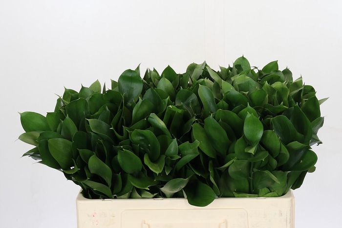 <h4>Ruscus Israel</h4>