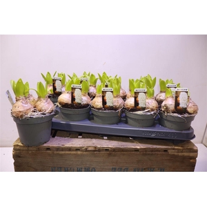 arr8 Hyacin White Pearl