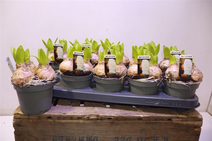 <h4>arr8 Hyacin White Pearl</h4>