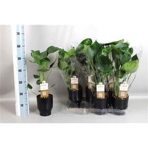 Monstera Deliciosa Ceramic