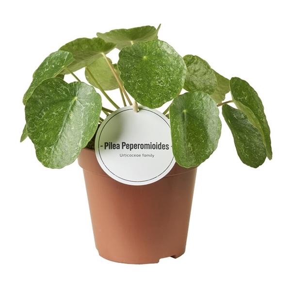 <h4>Pilea overig</h4>