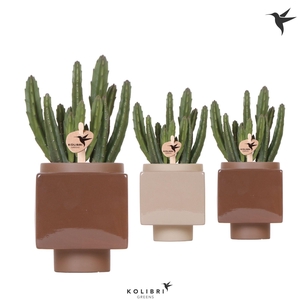 Kolibri Greens Stapelia Leendertziae in Cube pot brown