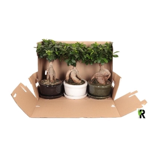 Ficus Mi Overig bonsai Ginseng in keramiek