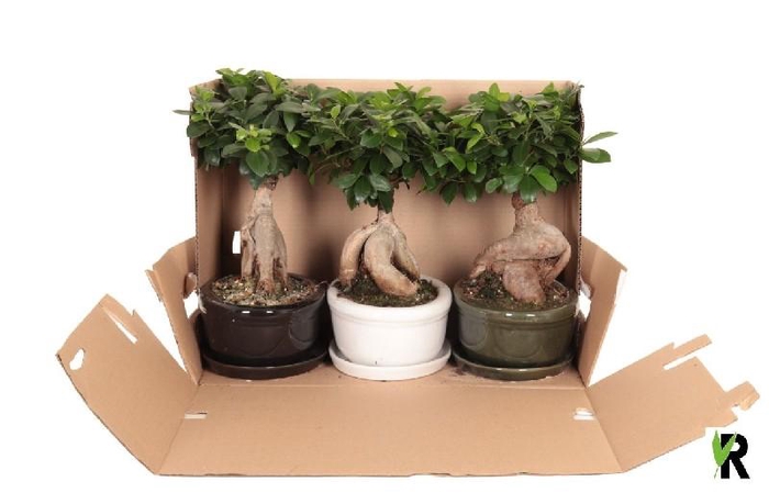 <h4>Ficus Mi Overig bonsai Ginseng in keramiek</h4>