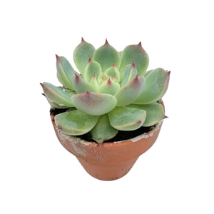 ECHEVERIA-HYBRID P7 SEKUNDA CLAY