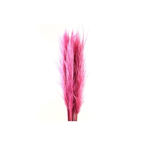 Cortaderia Cerise