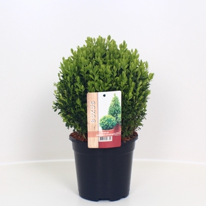 Buxus sempervirens bol