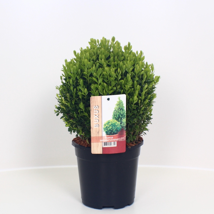 <h4>Buxus sempervirens bol</h4>