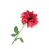Dahlia Red Extra FL440041RED