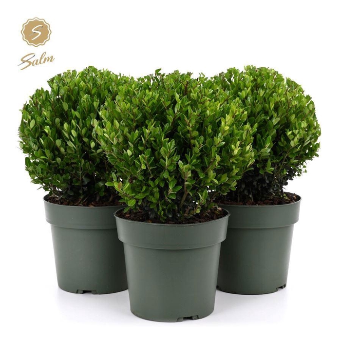 <h4>Ilex crenata 'Jenny'® Ball Ø25cm P21</h4>