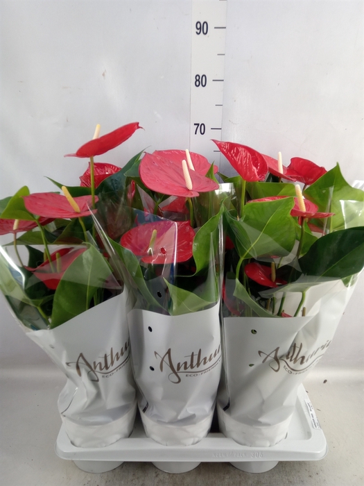 <h4>Anthurium andr. 'Minnesota'</h4>