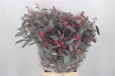 <h4>Euca Populus Berry V Cerise Flower</h4>