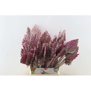 Dried Artz Palm Spear 10pc Rafael B