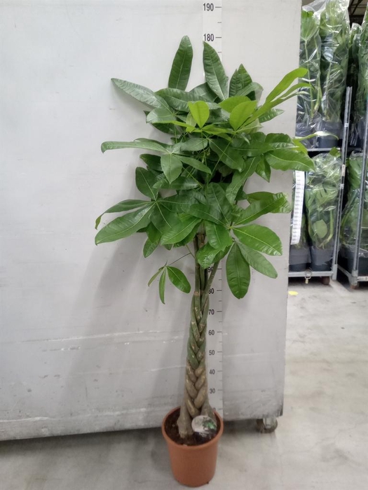 <h4>Pachira aquatica</h4>