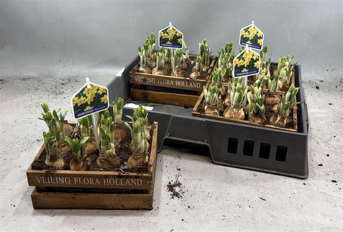 <h4>Arr N Tete A Tete</h4>