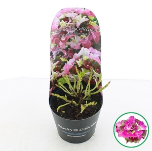 Hydrangea macr. Royalty® 'Lady Mata Hari'® Roze C2 (17cm.) Potcover