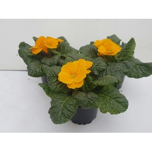 Primula acaulis oranje