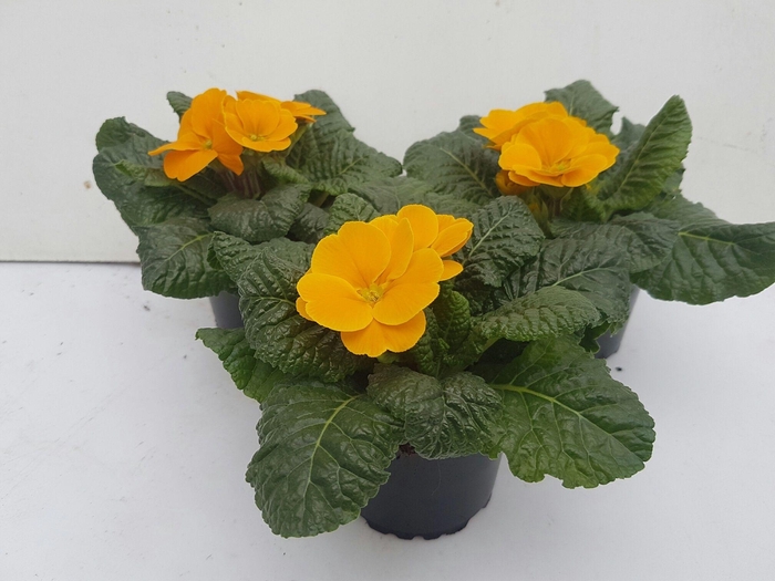 <h4>Primula acaulis oranje</h4>