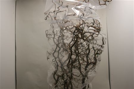 <h4>Coryl Av Contorta</h4>