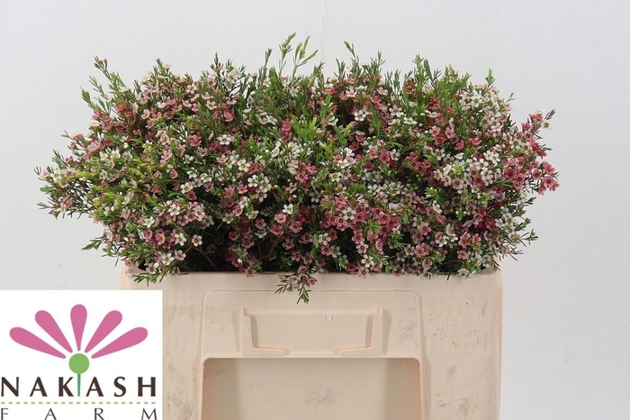 <h4>Cham Un Sweet 16</h4>