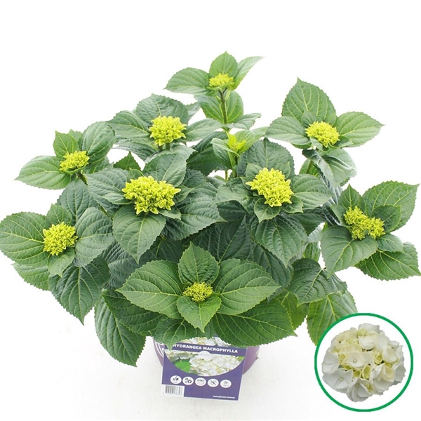 <h4>Hydrangea macr. Forever & Ever® Wit C5 (23cm.) Kn.</h4>