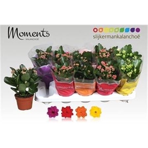 Kalanchoe blossfeldiana gevuld gemengd 4 kleuren