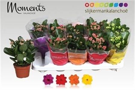 <h4>Kalanchoe blossfeldiana gevuld gemengd 4 kleuren</h4>