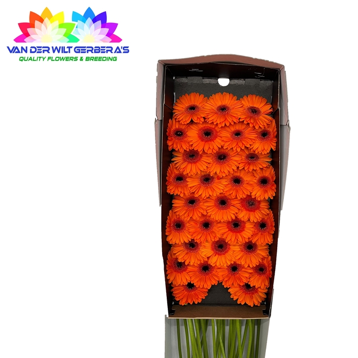 <h4>Germini Bison Doos</h4>