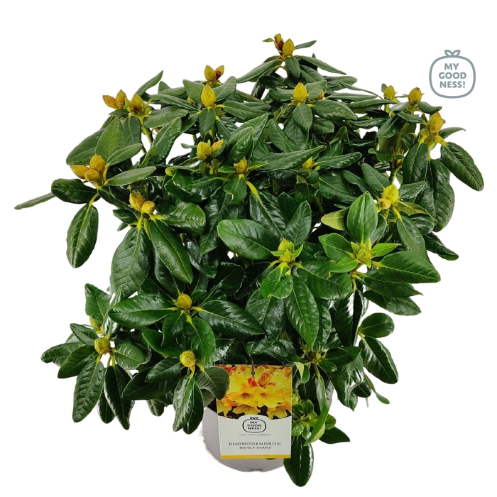 <h4>Rhododendron hybr. 'Nancy Evans' C5 40-50</h4>