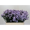 Limonium sinuatum Donau Birds