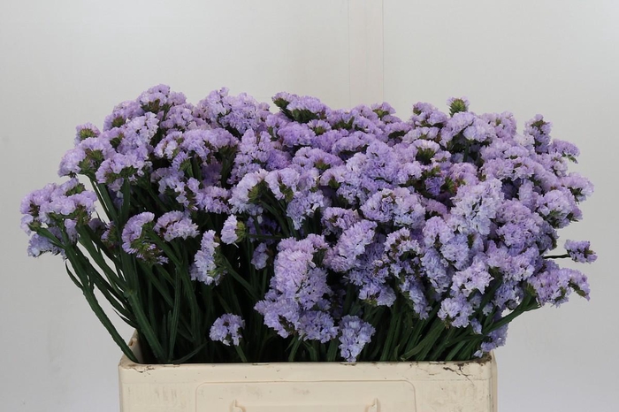 <h4>Limonium Donau Birds</h4>