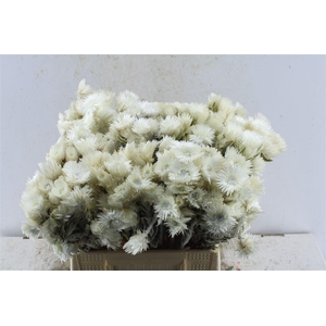 Kaaps Everlasting White