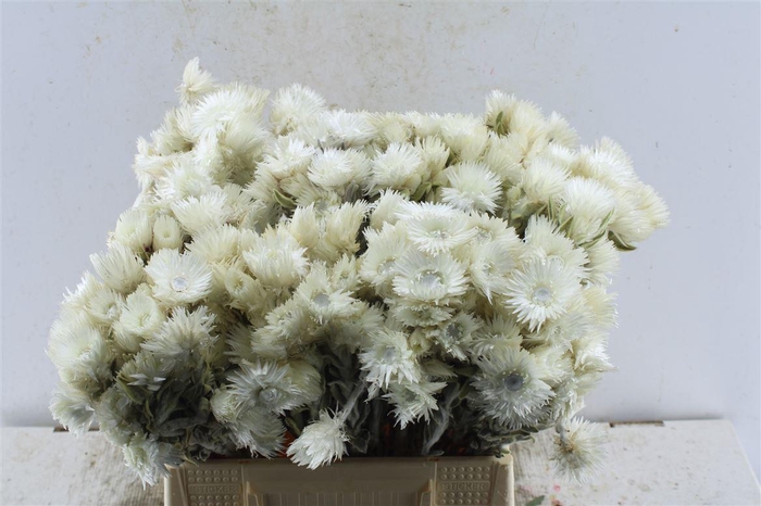 <h4>Kaaps Everlasting White</h4>