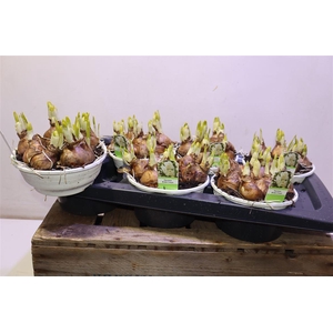 arr8 Narc D Bridal Crown