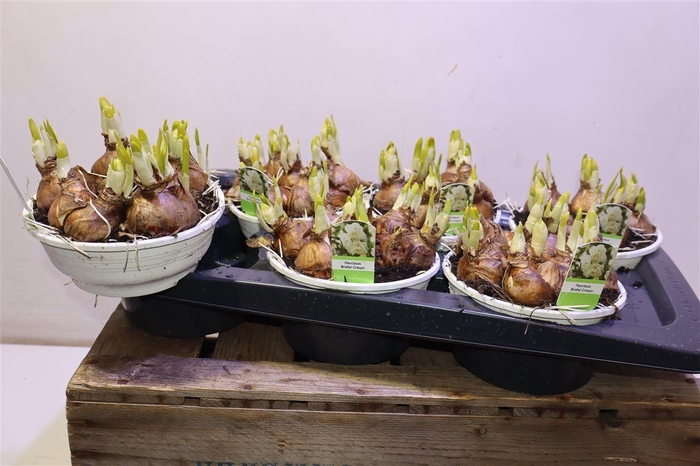 <h4>arr8 Narc D Bridal Crown</h4>