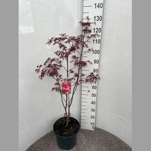 ACER PA BLOODGOOD