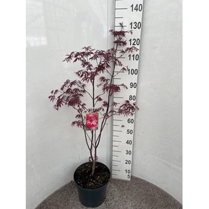 ACER PA BLOODGOOD