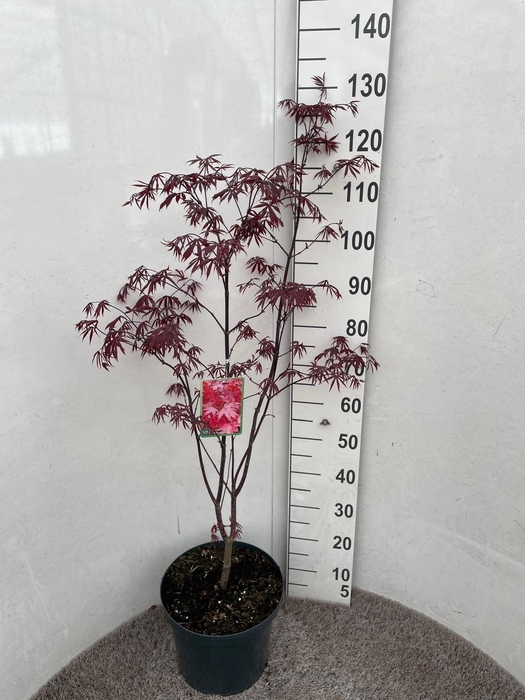 <h4>ACER PA BLOODGOOD</h4>