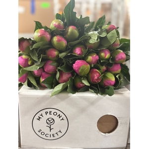 Paeonia Monsieur Jules Elie