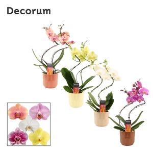 PHAL GEM