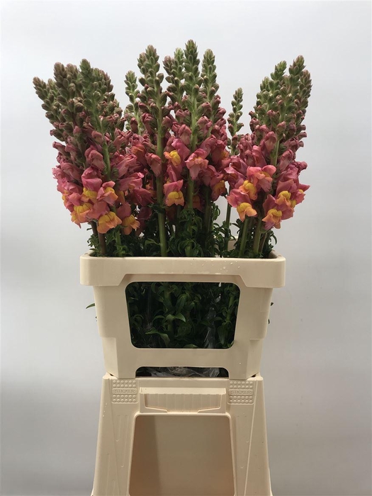 <h4>ANTIR DARK ORANGE</h4>