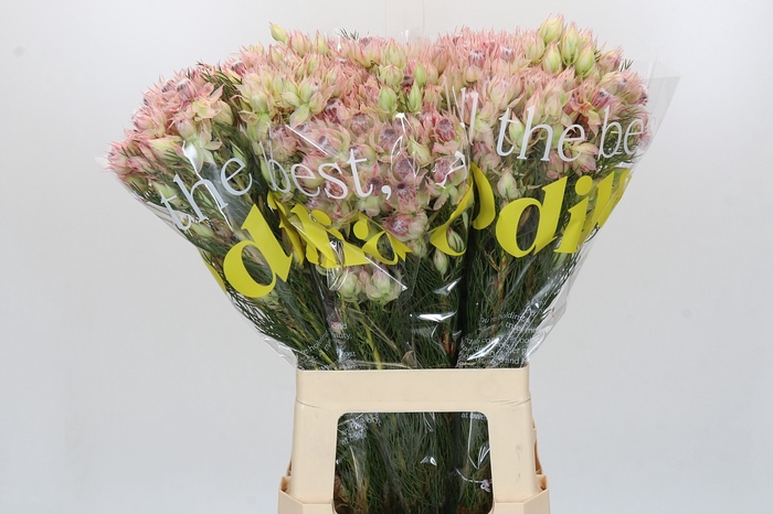 <h4>Blushing Bride Bridal Pink</h4>