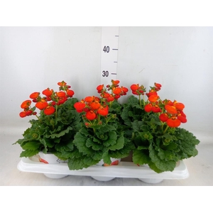 Calceolaria 'Calynopsis Orange'