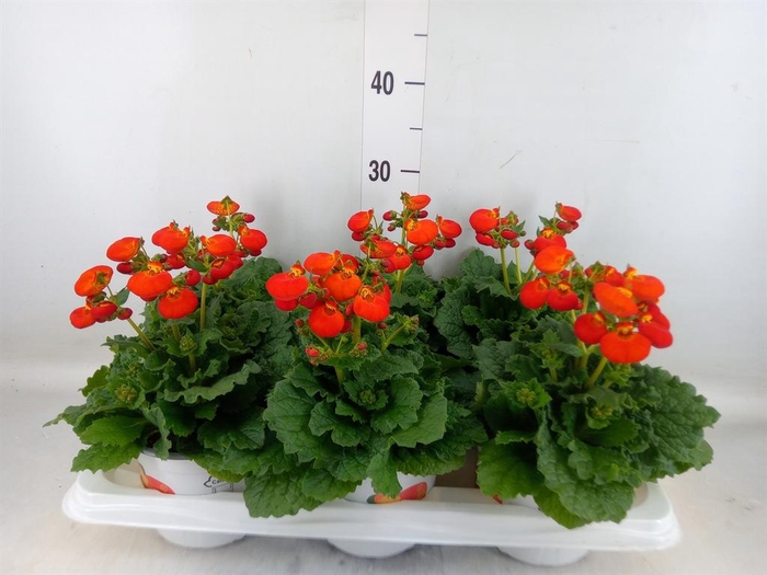 <h4>Calceolaria 'Calynopsis Orange'</h4>