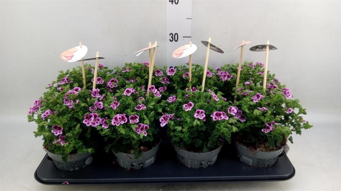 <h4>Pelargonium gran.   ..</h4>