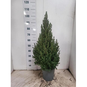 PICEA GL CONICA