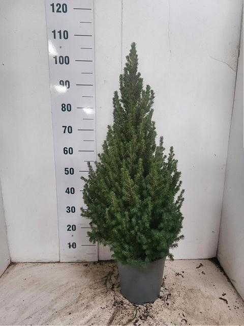 <h4>PICEA GL CONICA</h4>