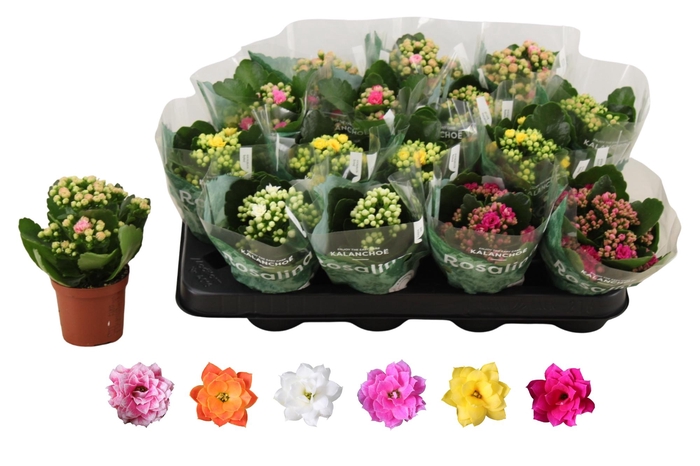 <h4>KAL GE RO GEM 6 KL</h4>